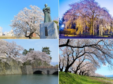 福井駅周辺まち歩き。桜を眺めながら坂本龍馬と幕末福井の偉人ゆかりの地を巡るモデルコース