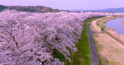【公式】第41回 ふくい桜まつり