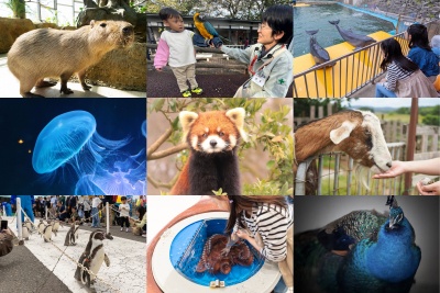カピバラやペンギン、レッサーパンダに会いに行こう！ 子どもと一緒にエサやりやふれあい体験ができる、福井市周辺で人気の動物・生き物スポット6選
