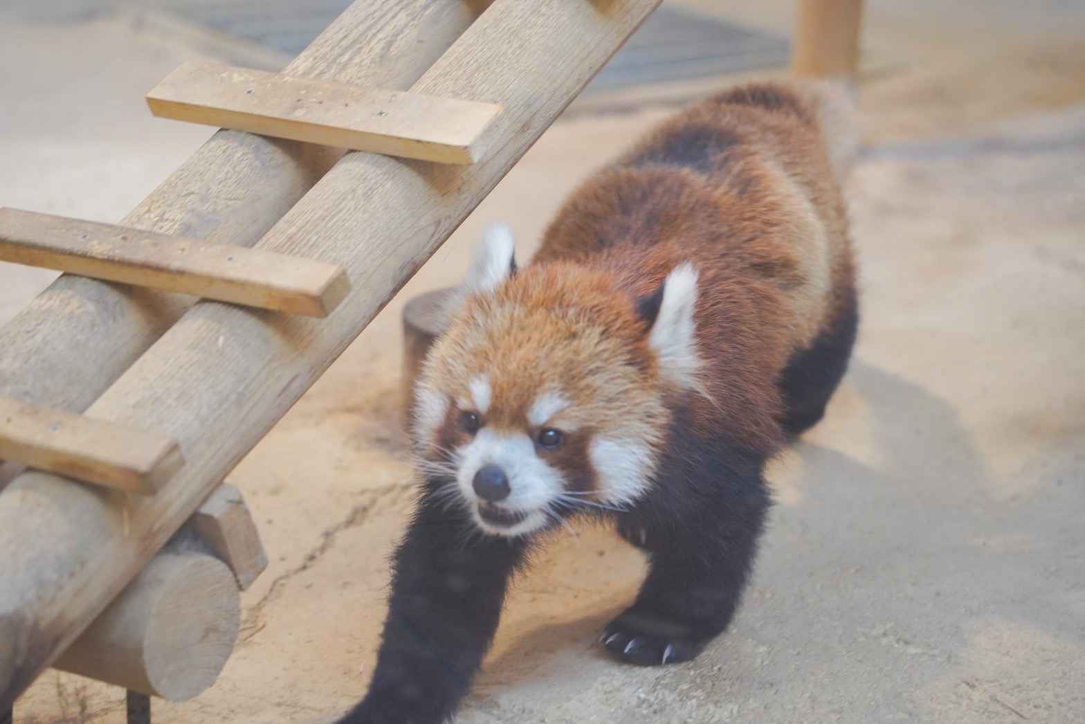 西山動物園の人気者　レッサーパンダ