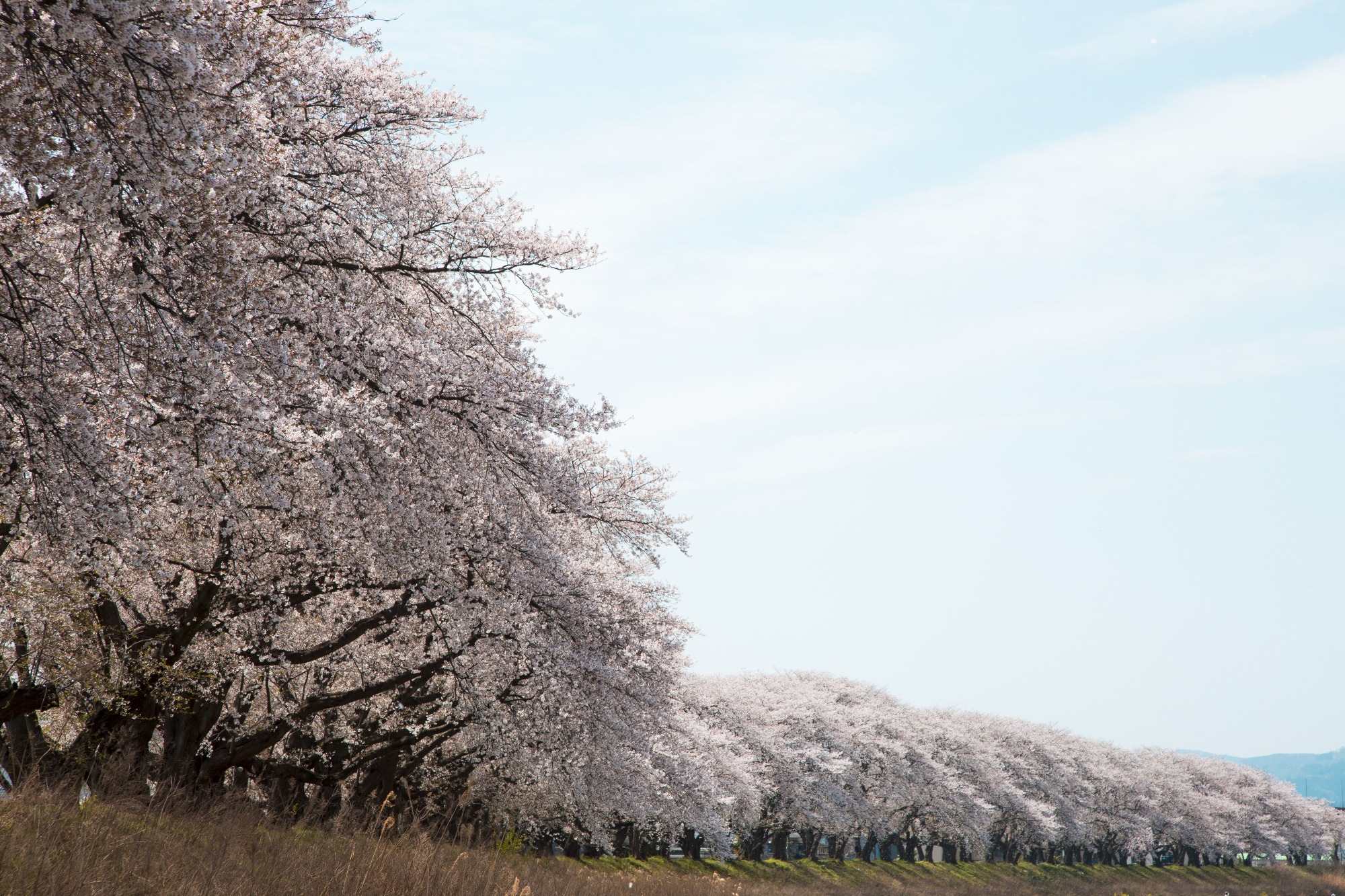 足羽川の桜並木