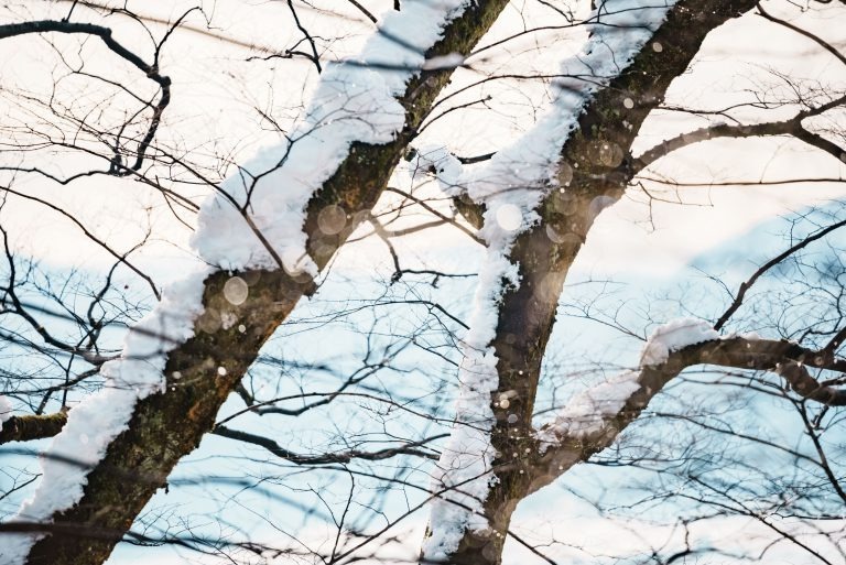 雪が降り積もり輝く木々