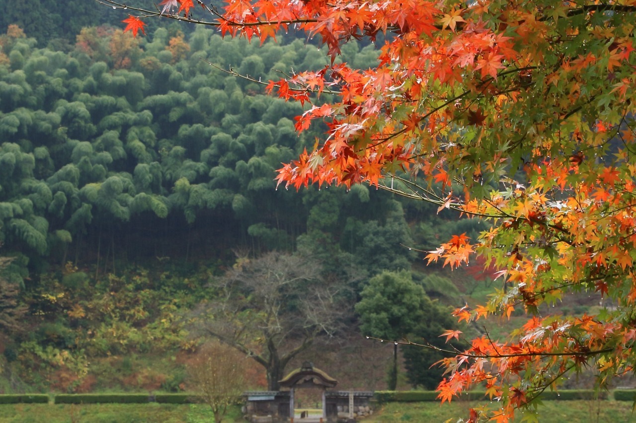 秋の唐門、周辺の広葉樹やイチョウが色付く景色も見どころです。