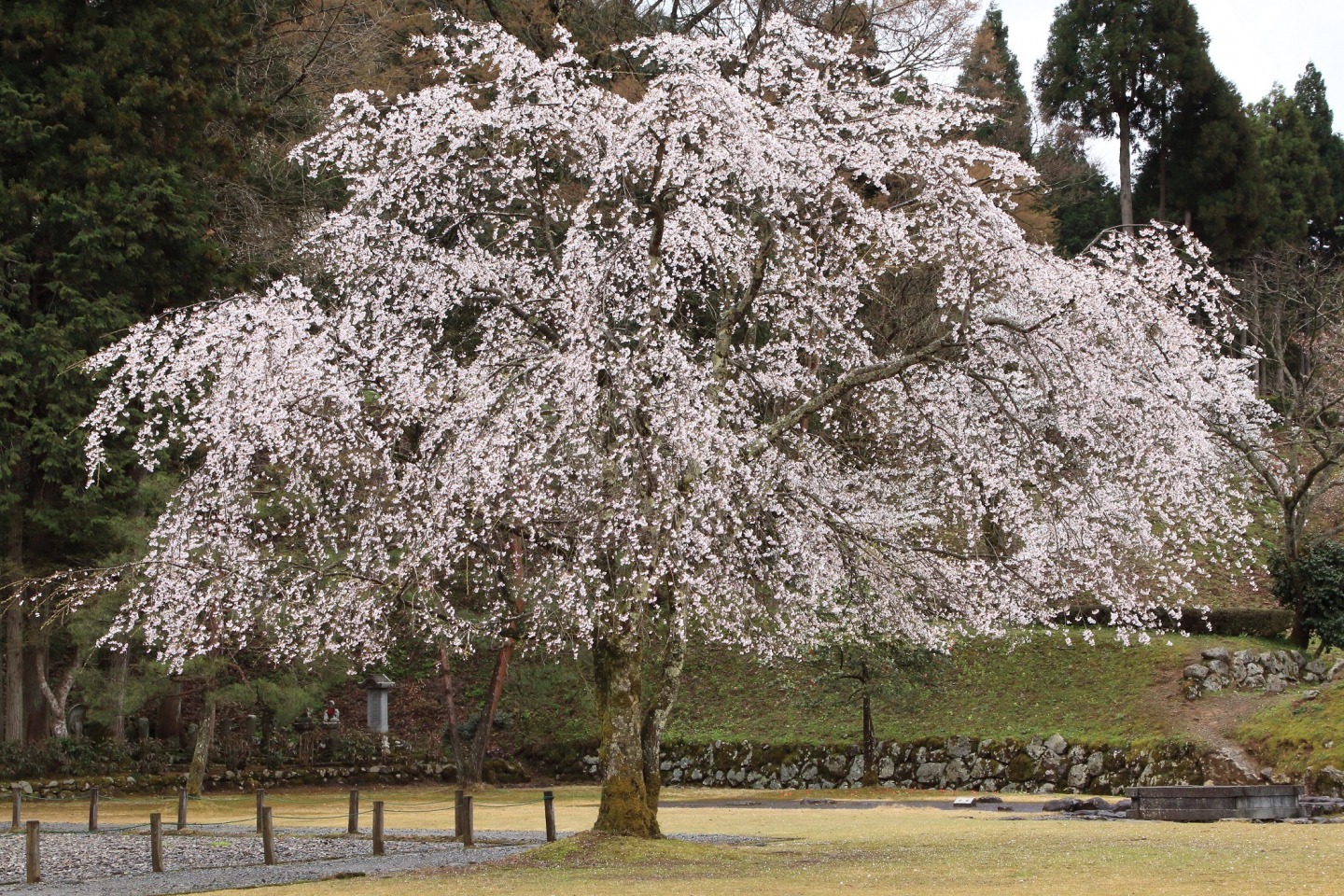 館跡に咲く桜