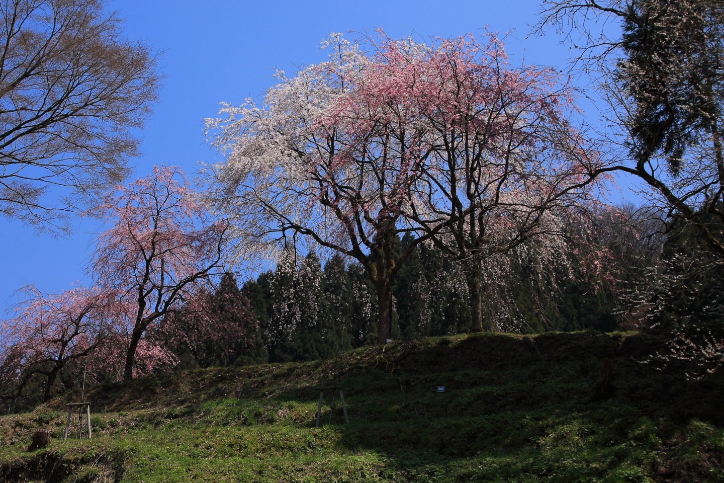 南陽寺跡庭園の桜