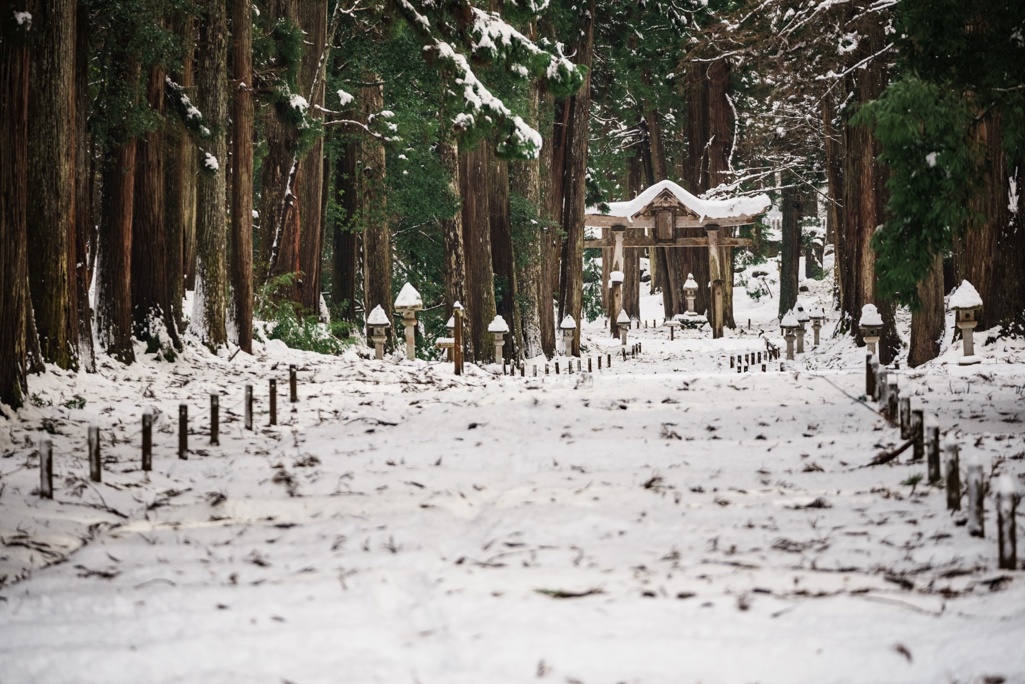 雪が降り積もる参道。「日本の道100選」に選ばれている