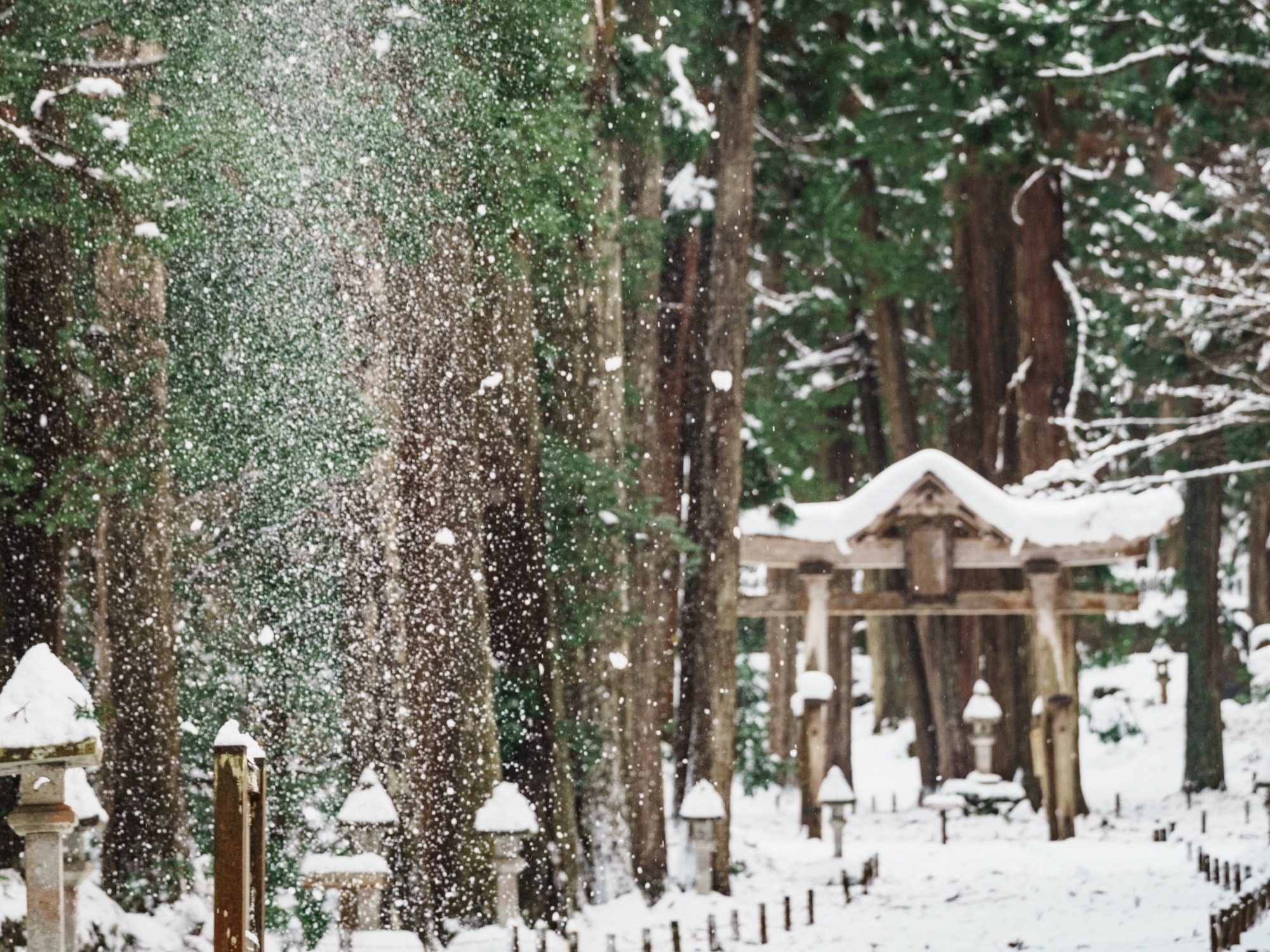 ときおり木々から滑り落ちる雪の音が響き渡ります