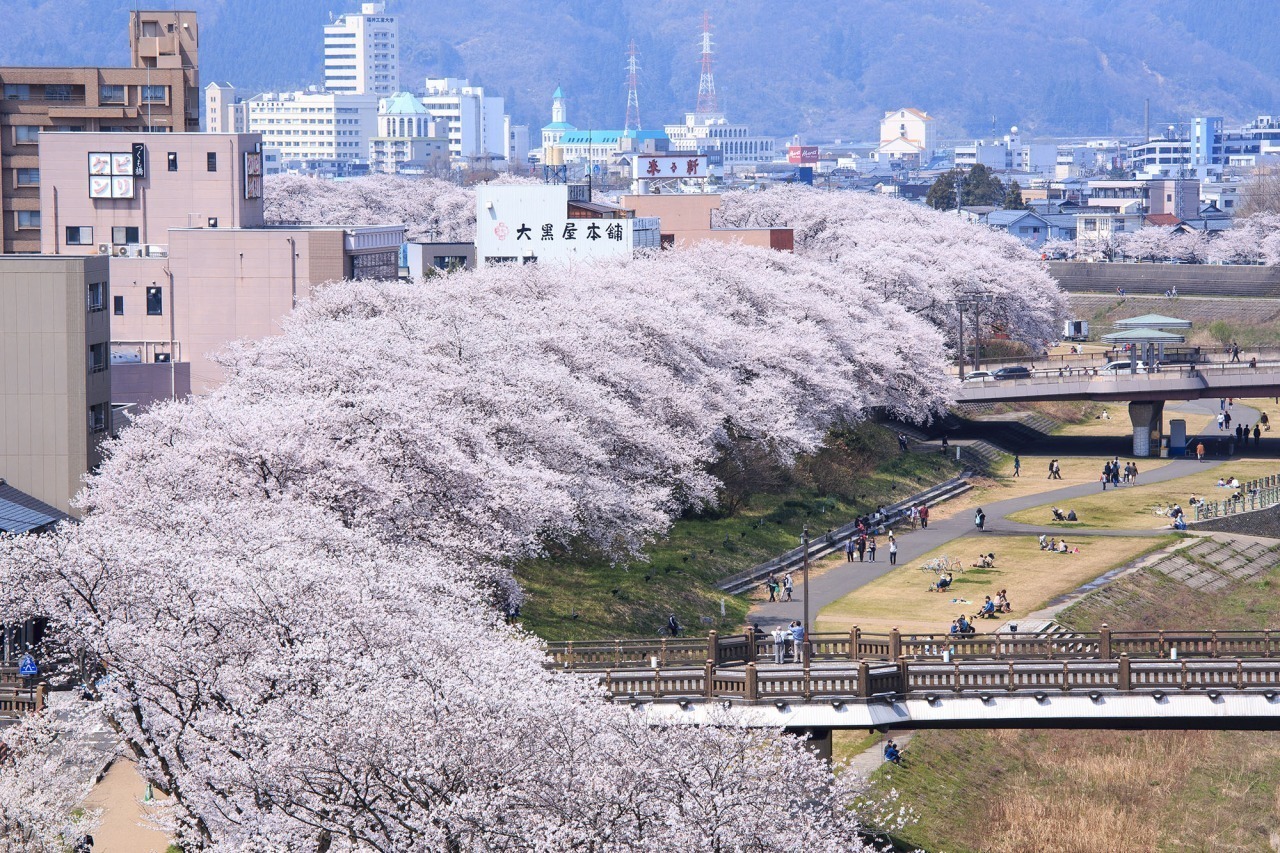 福井駅から徒歩１５分「足羽川の桜並木」
