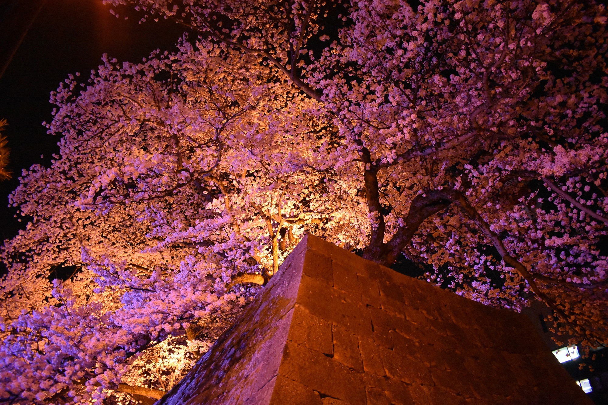 福井城址の桜のライトアップ