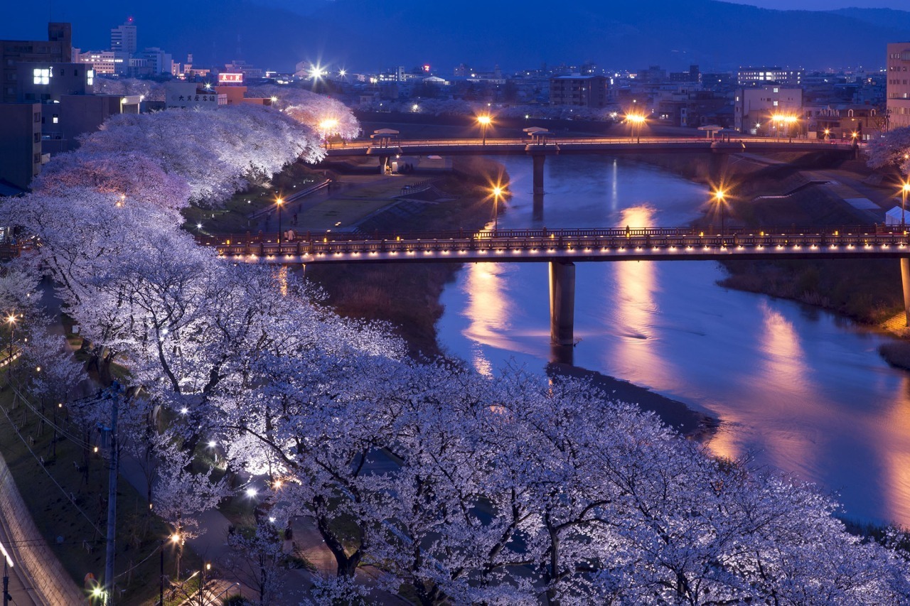 福井市中心部を流れる足羽川の桜並木。延長１．５ｋｍに渡るライトアップ