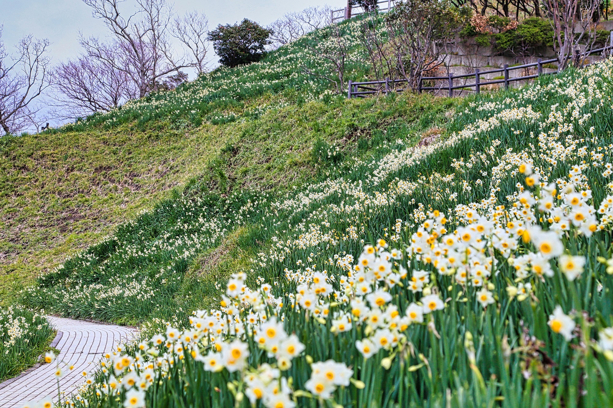 日本三大水仙群生地、越前海岸が咲き誇る「越前水仙ランド」