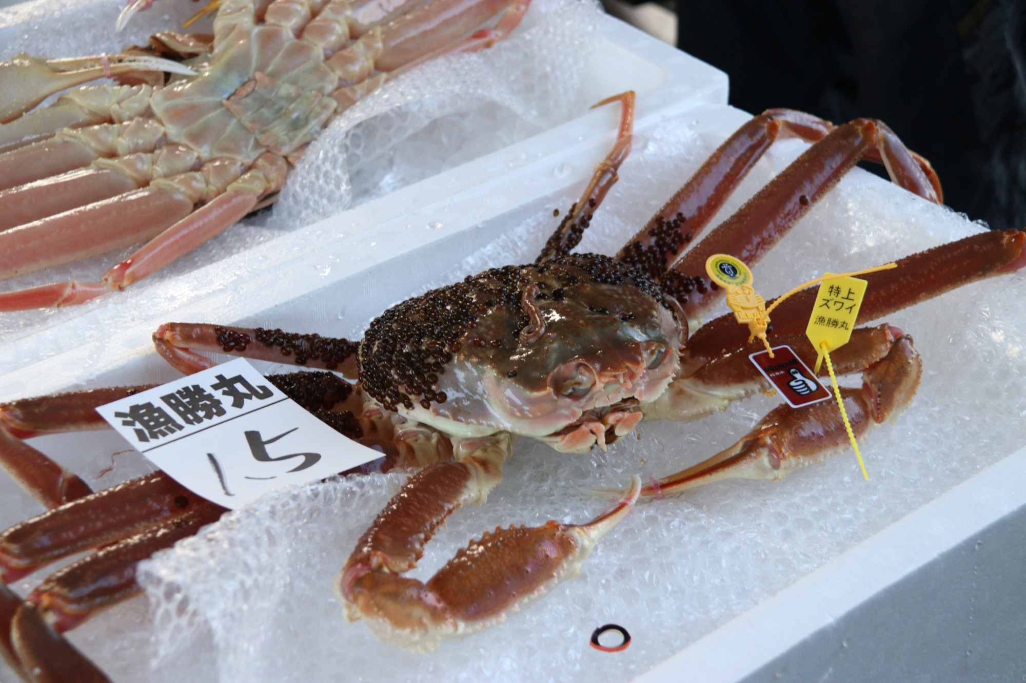 越前がに（福井県）