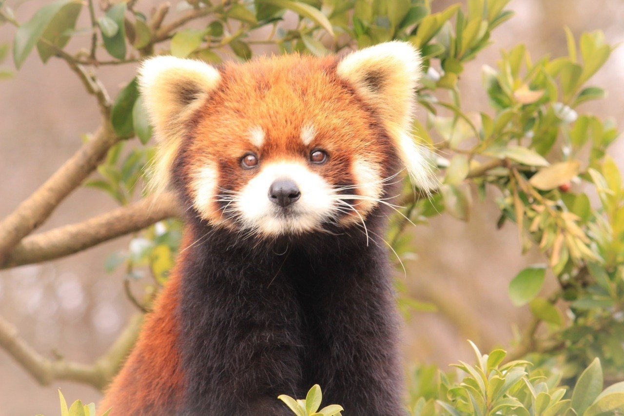 鯖江市西山動物園