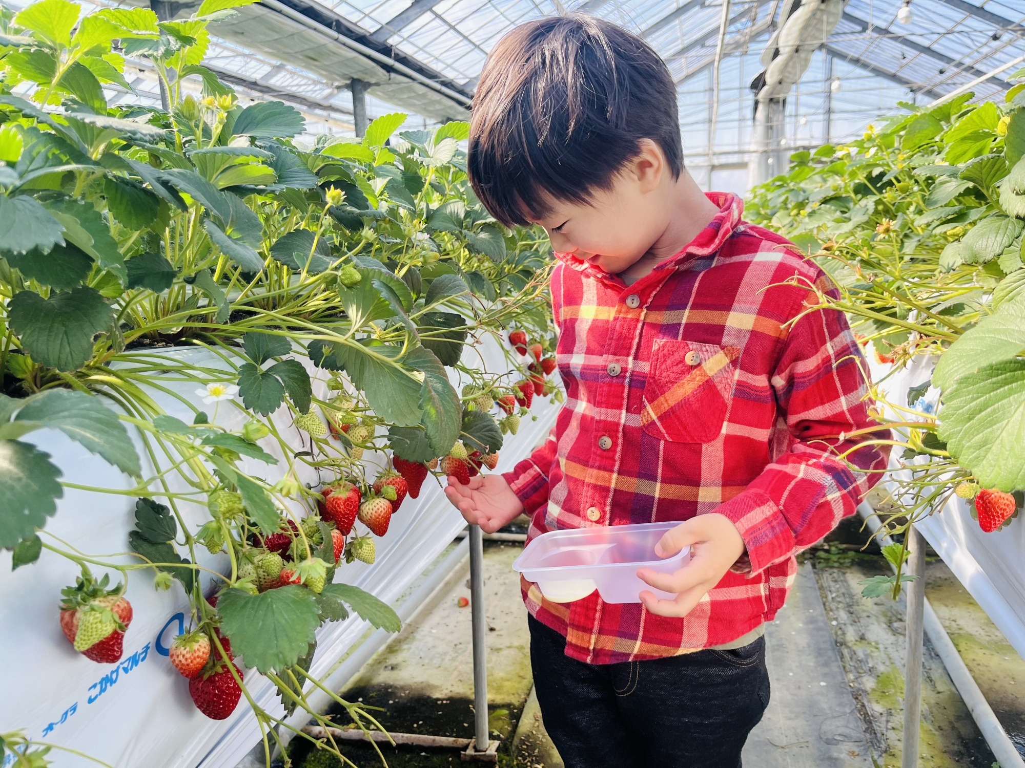 福井のフルーツ狩り、味覚狩り特集!食材別、旬の季節とおすすめスポットをご紹介