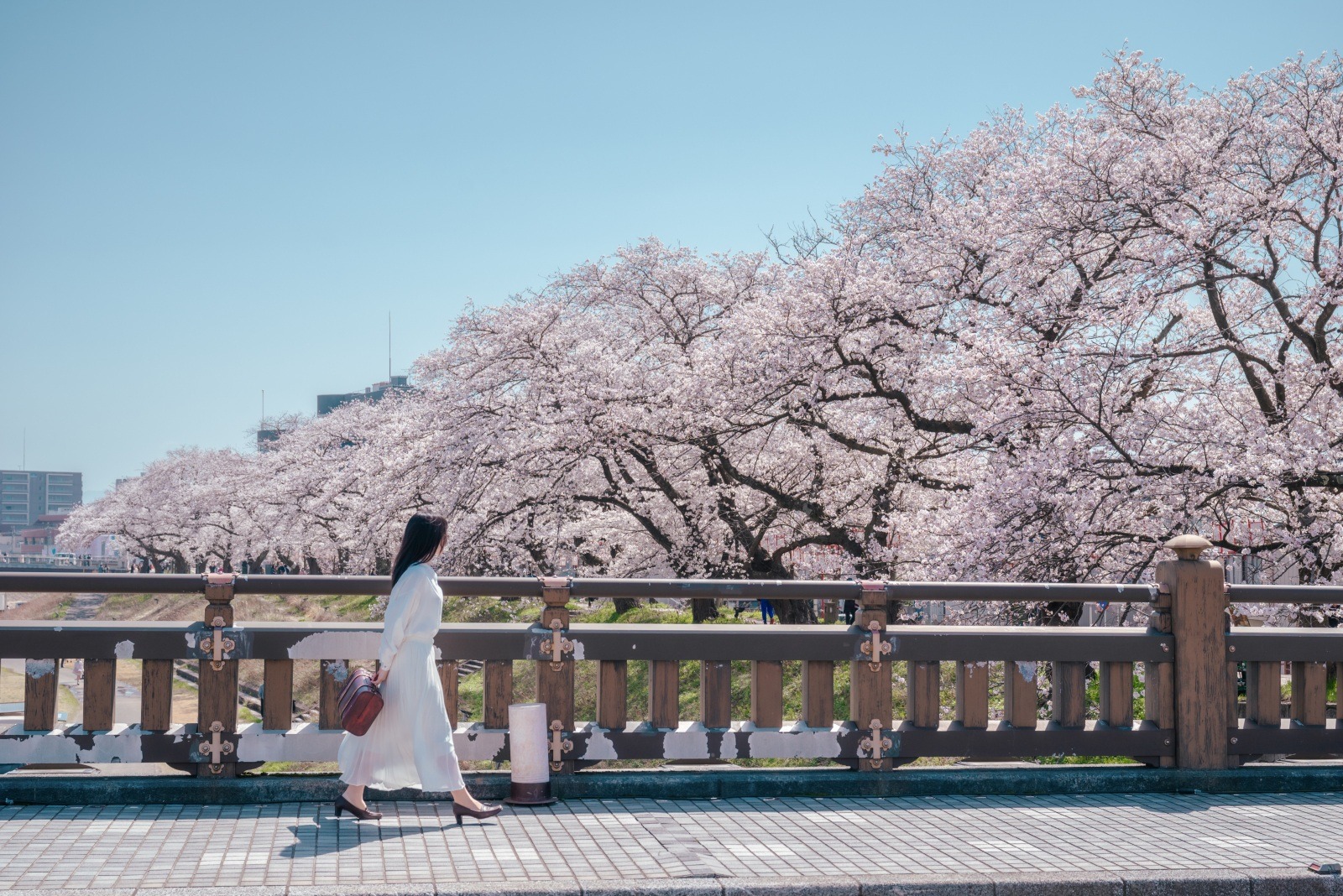 （photo ©tomosaki）市内中心部に2.2km「足羽川の桜並木」