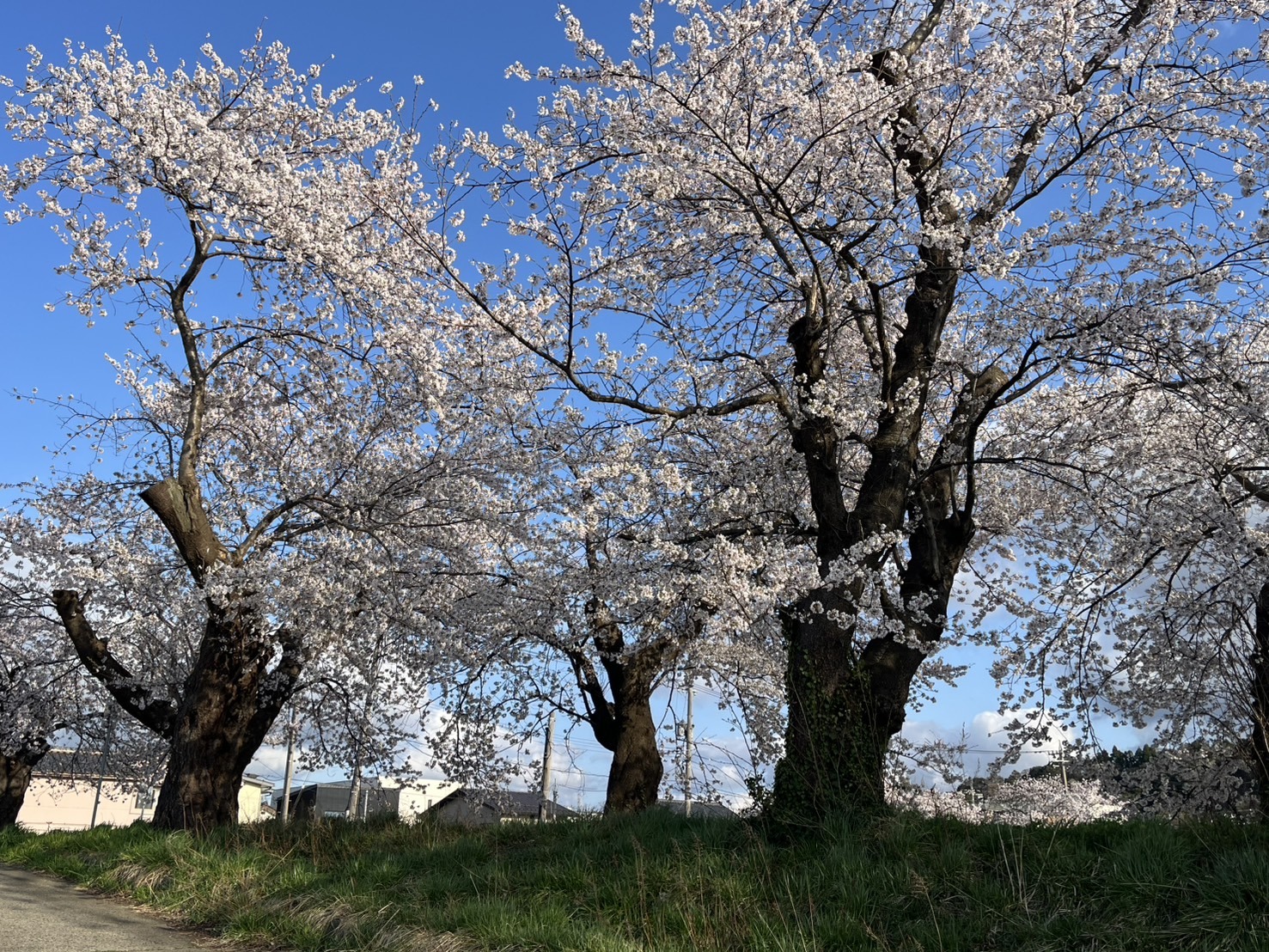 4月2日　天気：雨のち晴　花月橋周辺
