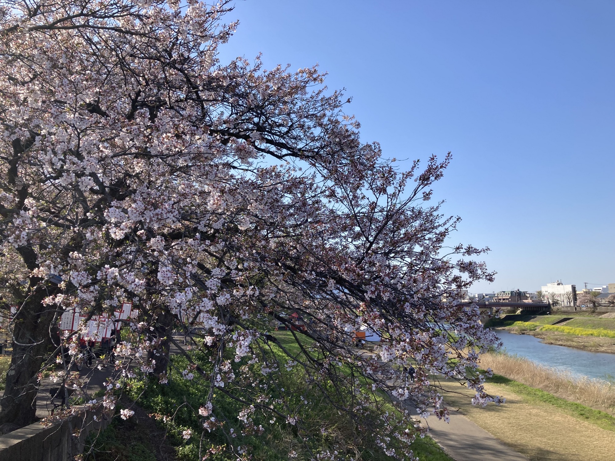 4月8日　天気：晴　九十九橋周辺
