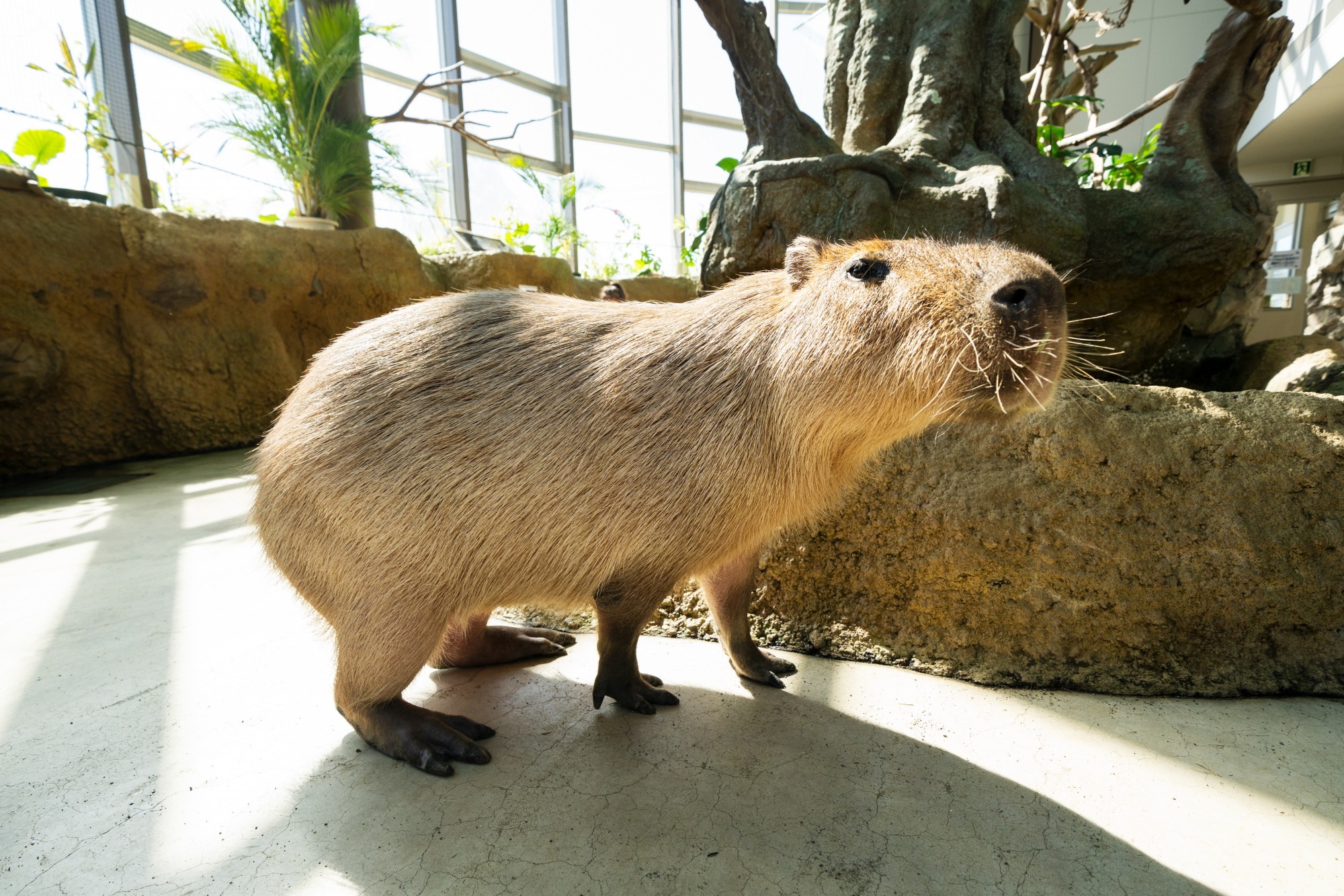 屋内ミニ動物園　ハピジャン