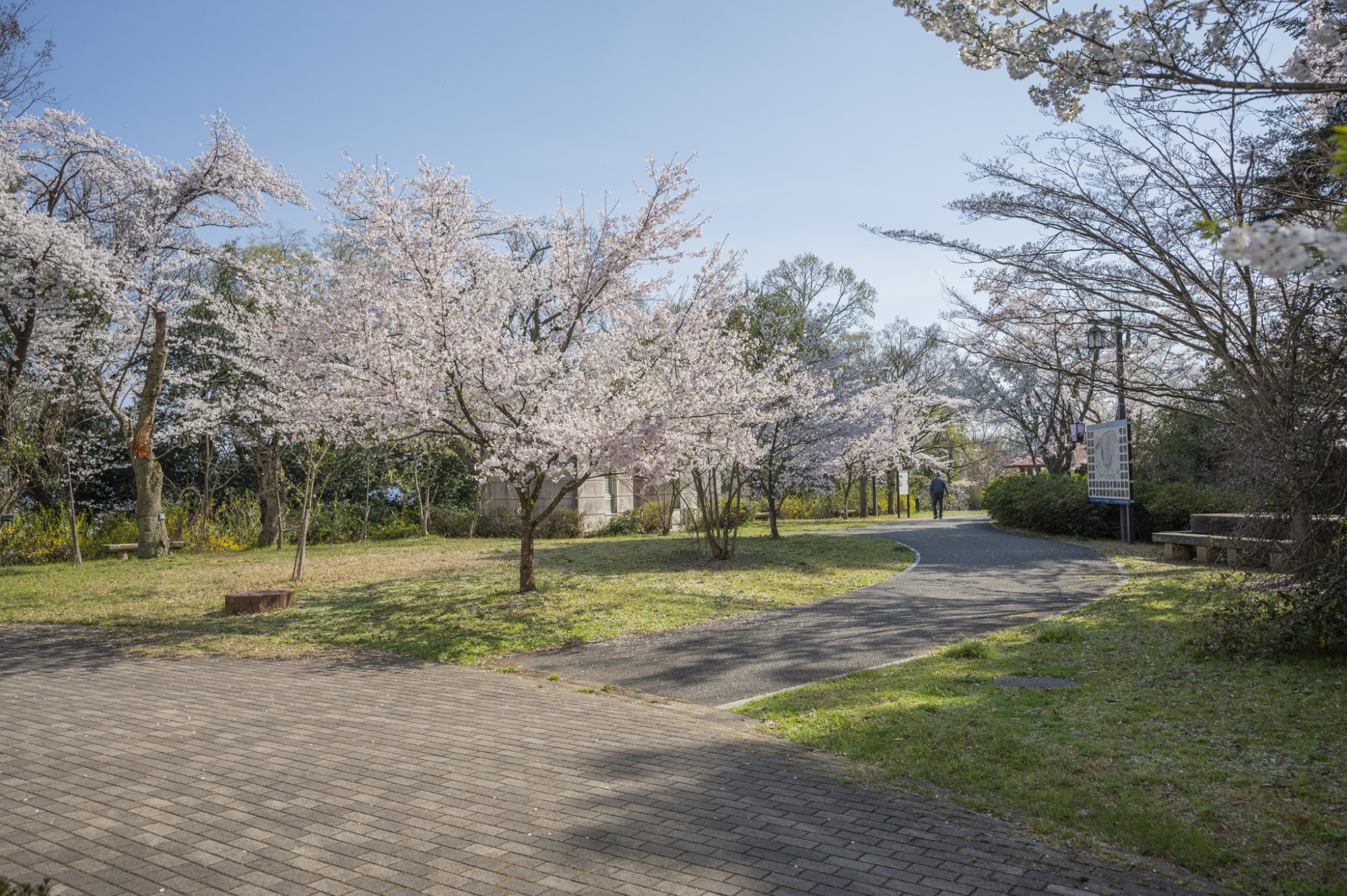 4月3日　天気：晴　足羽山公園周辺