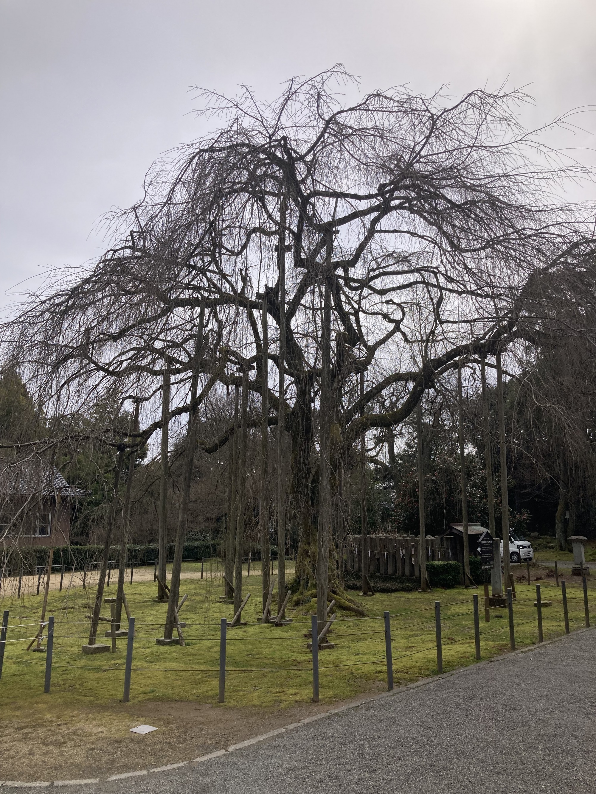 3月6日　天気：曇　足羽神社