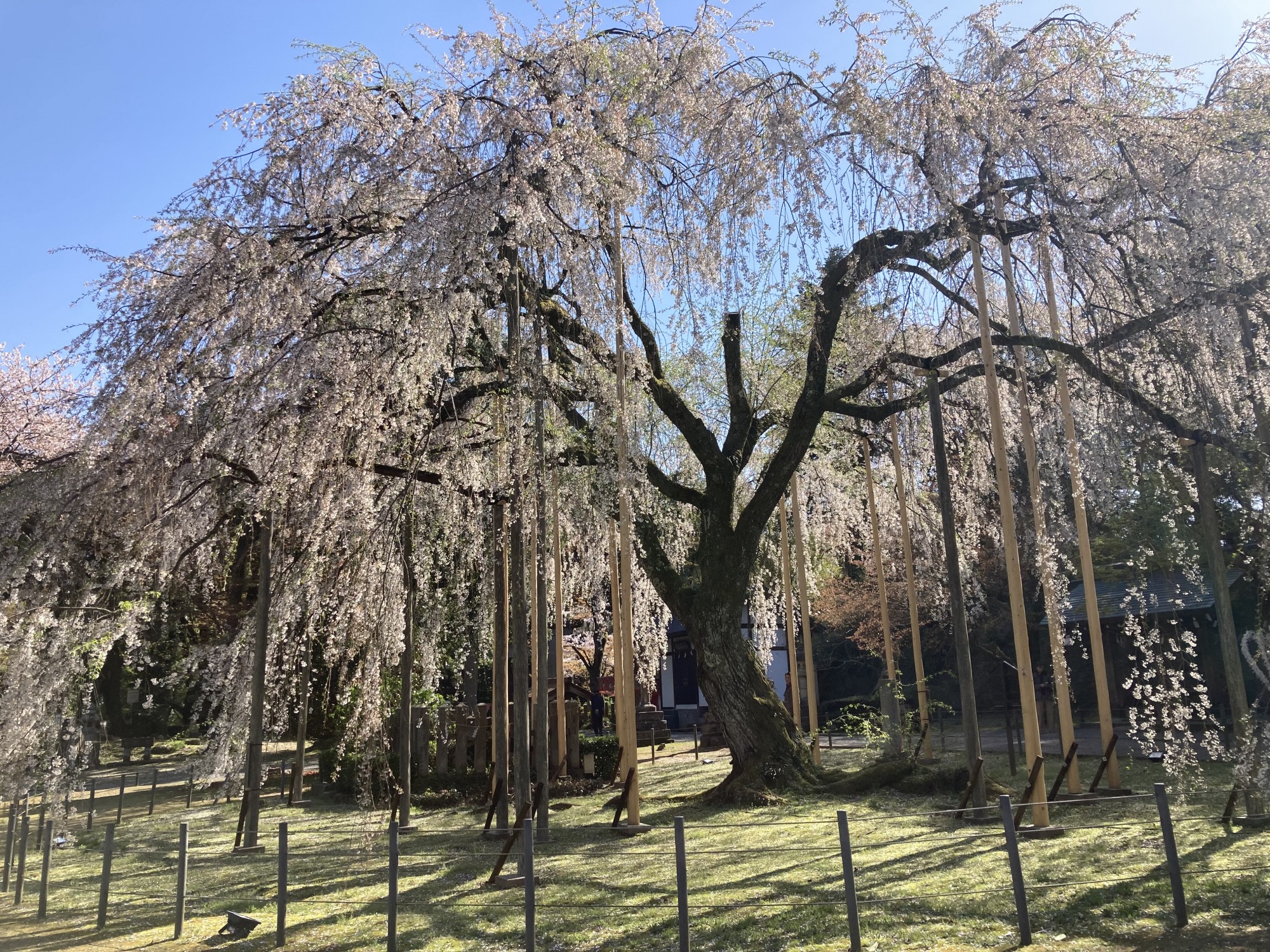 4月8日　天気：晴　足羽神社