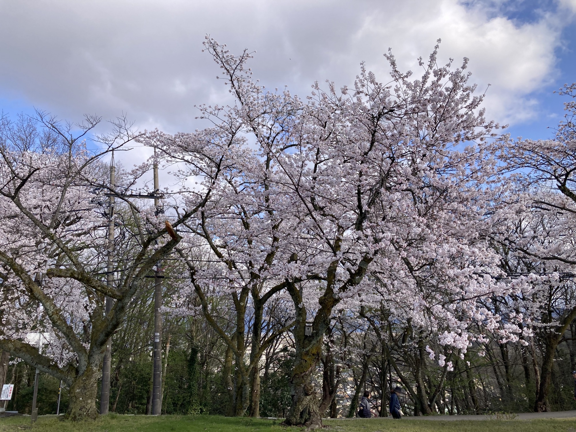 4月2日　天気：雨のち晴　足羽公園周辺