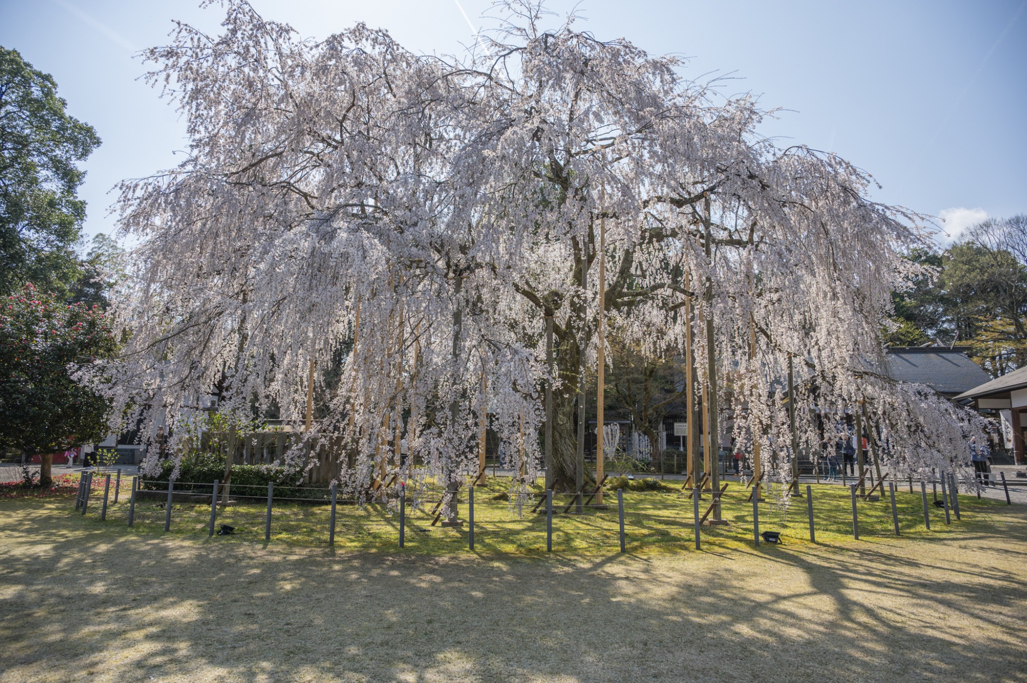 4月3日　天気：晴　足羽神社