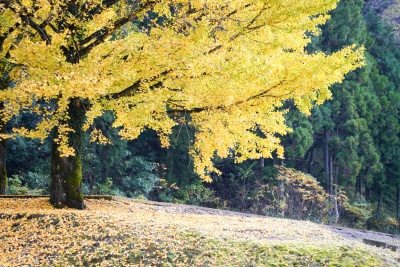 秋を満喫！福井の紅葉スポットまとめ。厳選１０スポットをご紹介します。