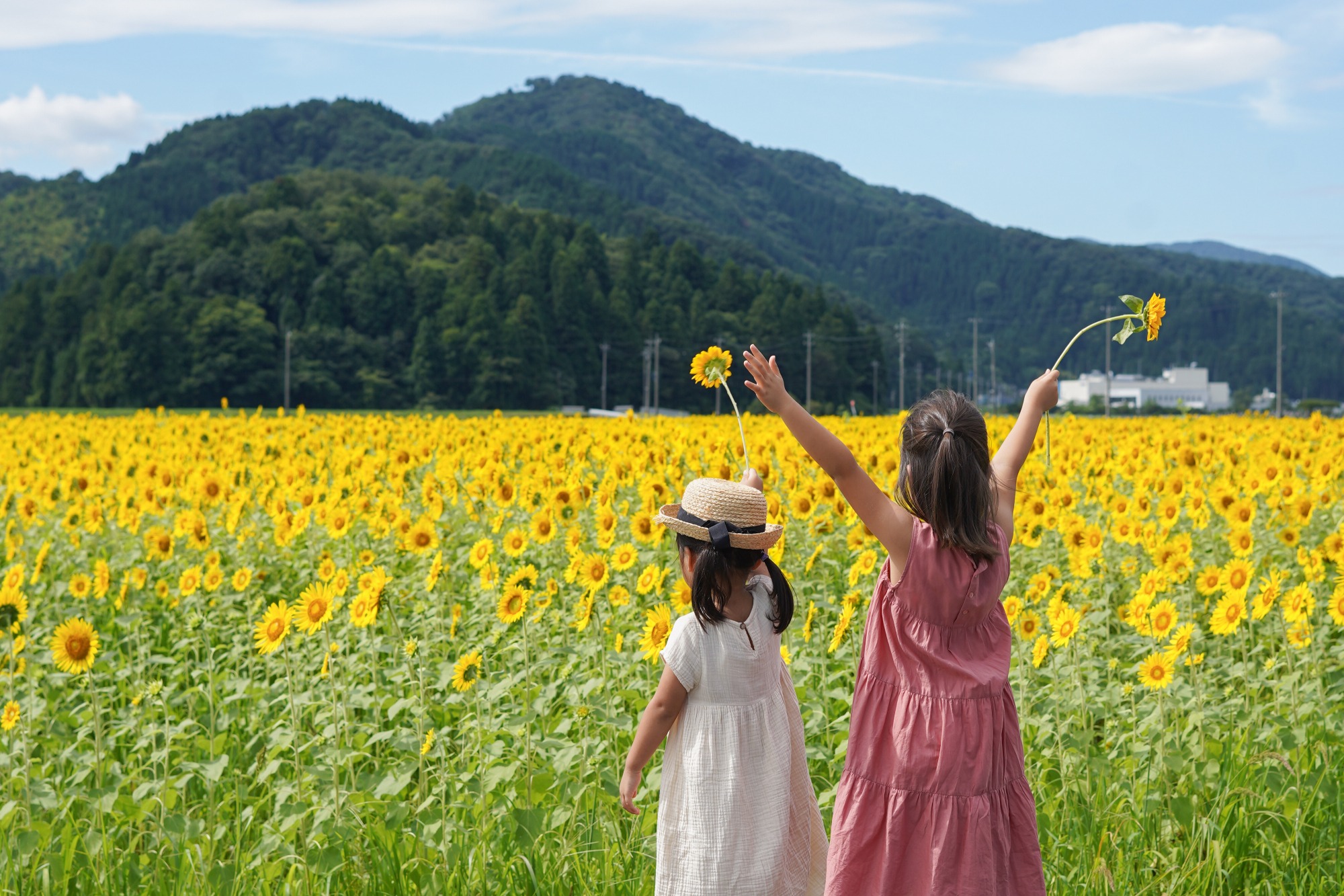 【福井県】一度は行きたい!福井の絶景ひまわりスポット5選