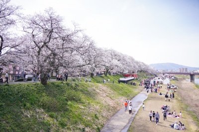 ふくい桜まつり現地レポート