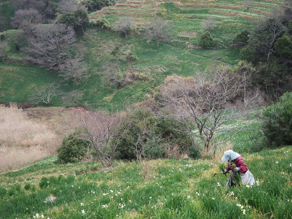 収穫時期にはあちこちで水仙農家さんが作業されています