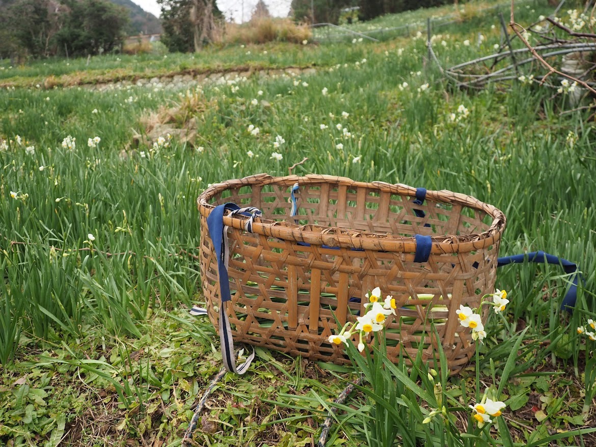 写真を撮らせてもらった農家さんの竹籠は60年物！現在作れる人はここに居ません