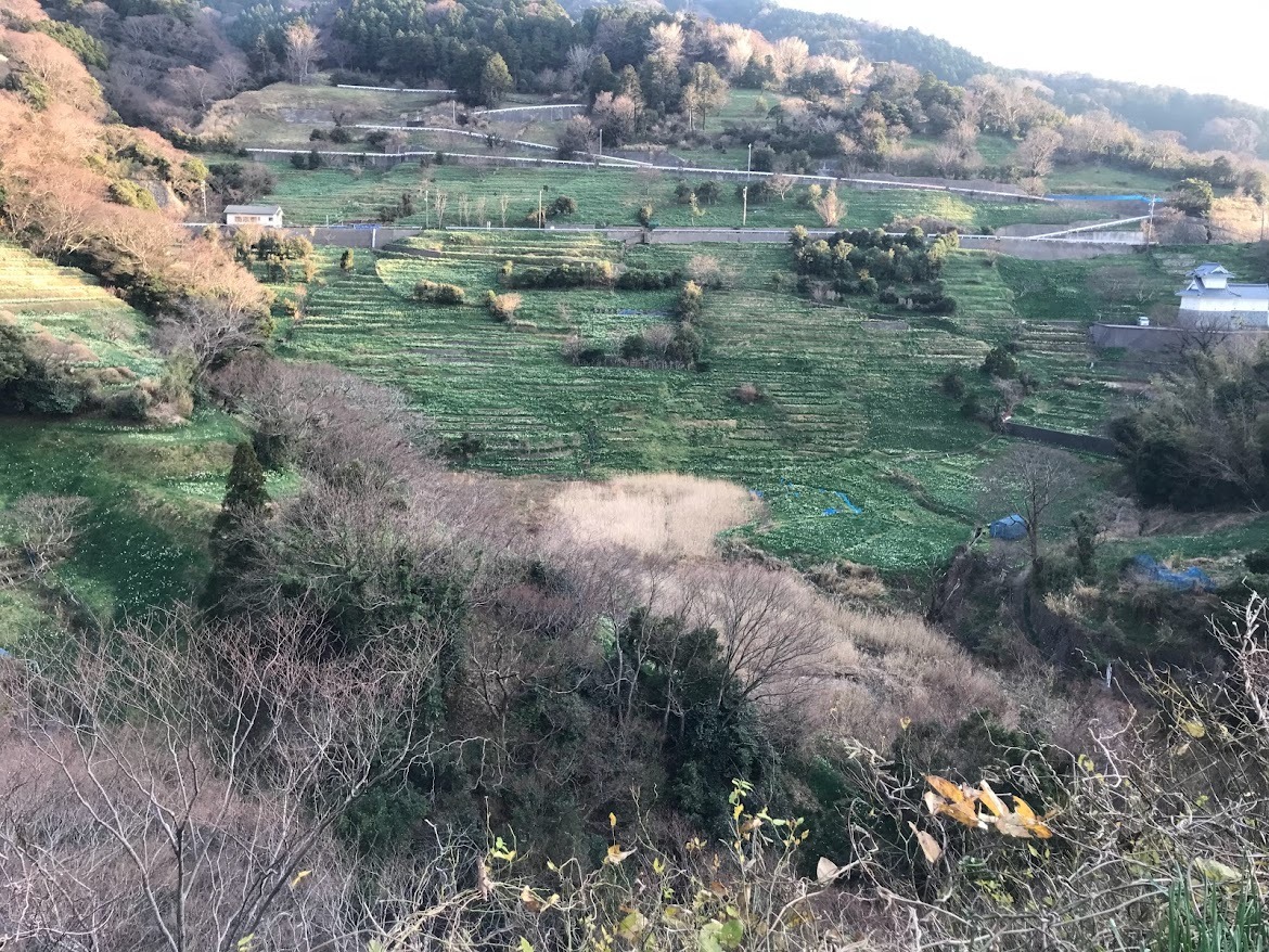 この道でいいのかな。。と不安になるほどの山間に広大な水仙畑が現れます