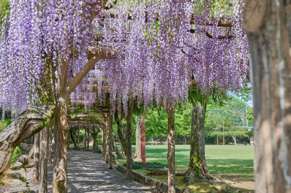 紫式部公園の「藤の回廊」