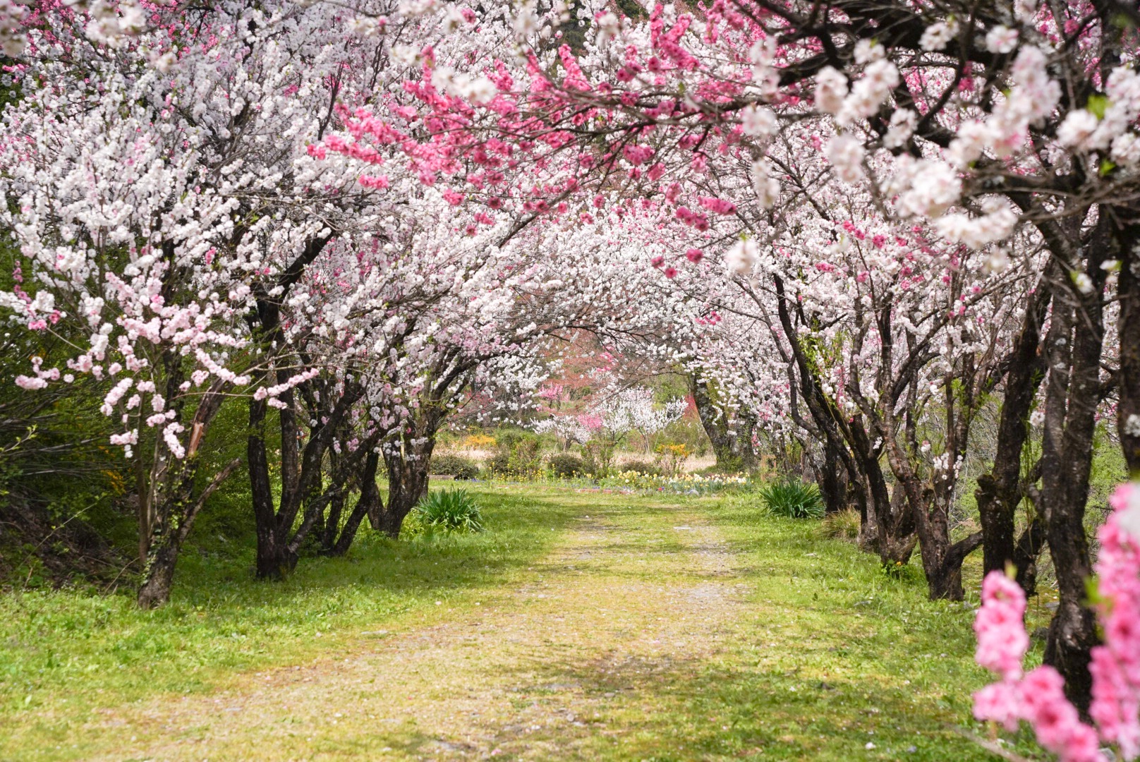 幻想的な花桃のトンネル