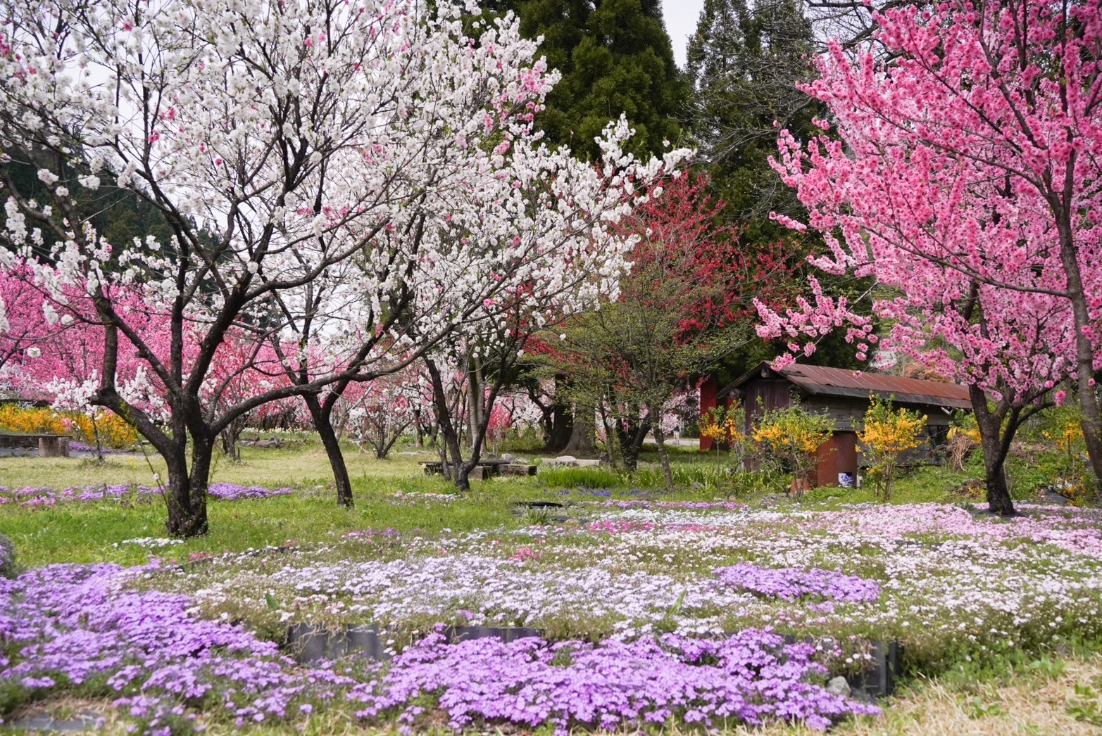 地元の人が手入れされた花壇も素敵。