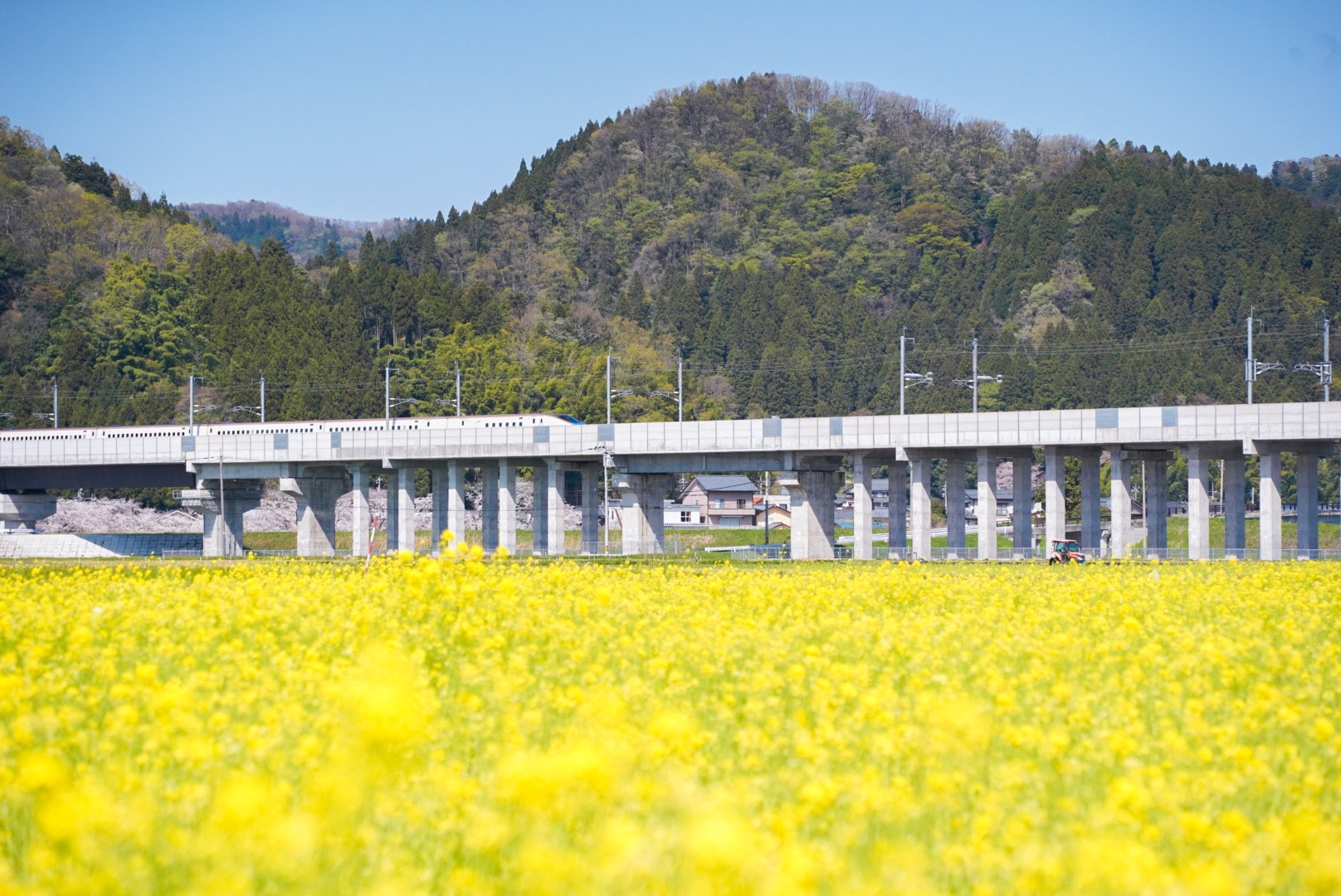 写真、撮れた？