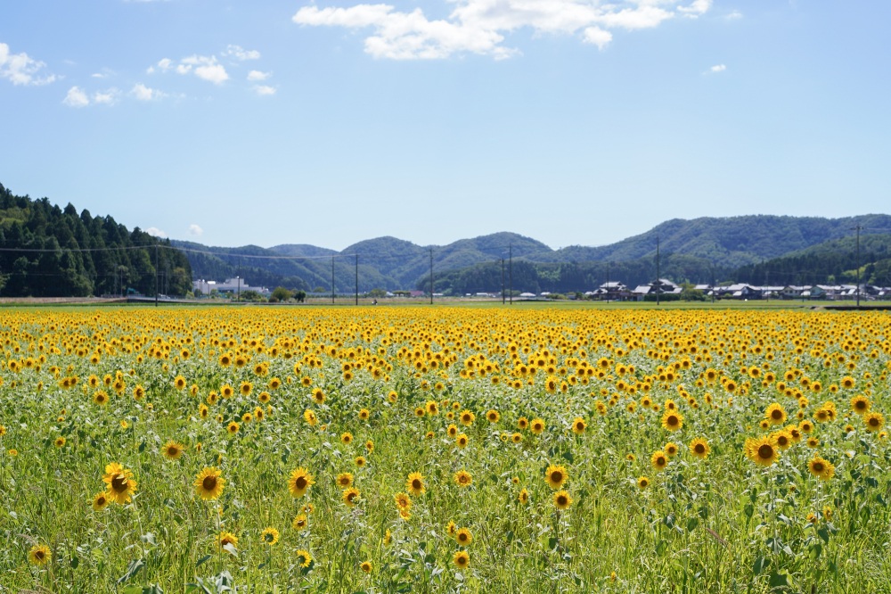 越前町朝日のひまわり畑