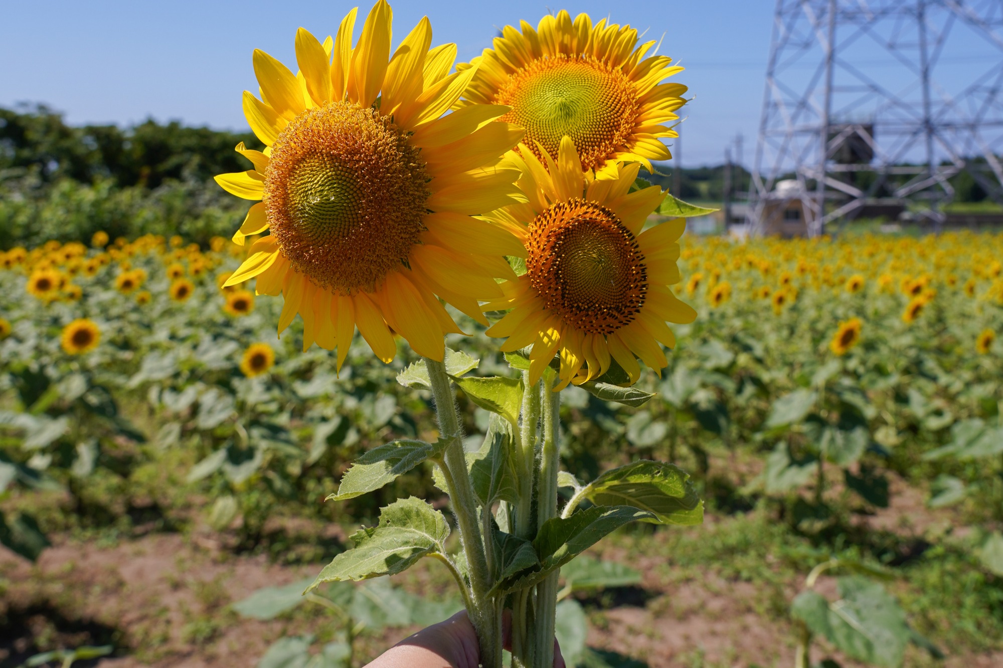 摘み取り可能な場所もあります。家に飾るのが楽しみ！