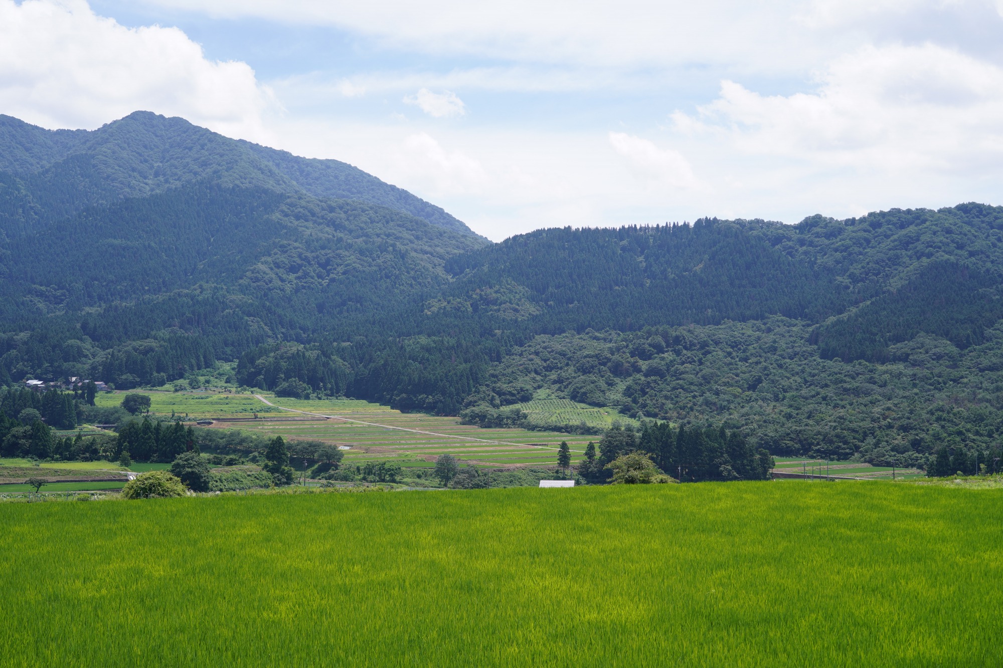 ひまわり畑からのどかな風景も楽しめます