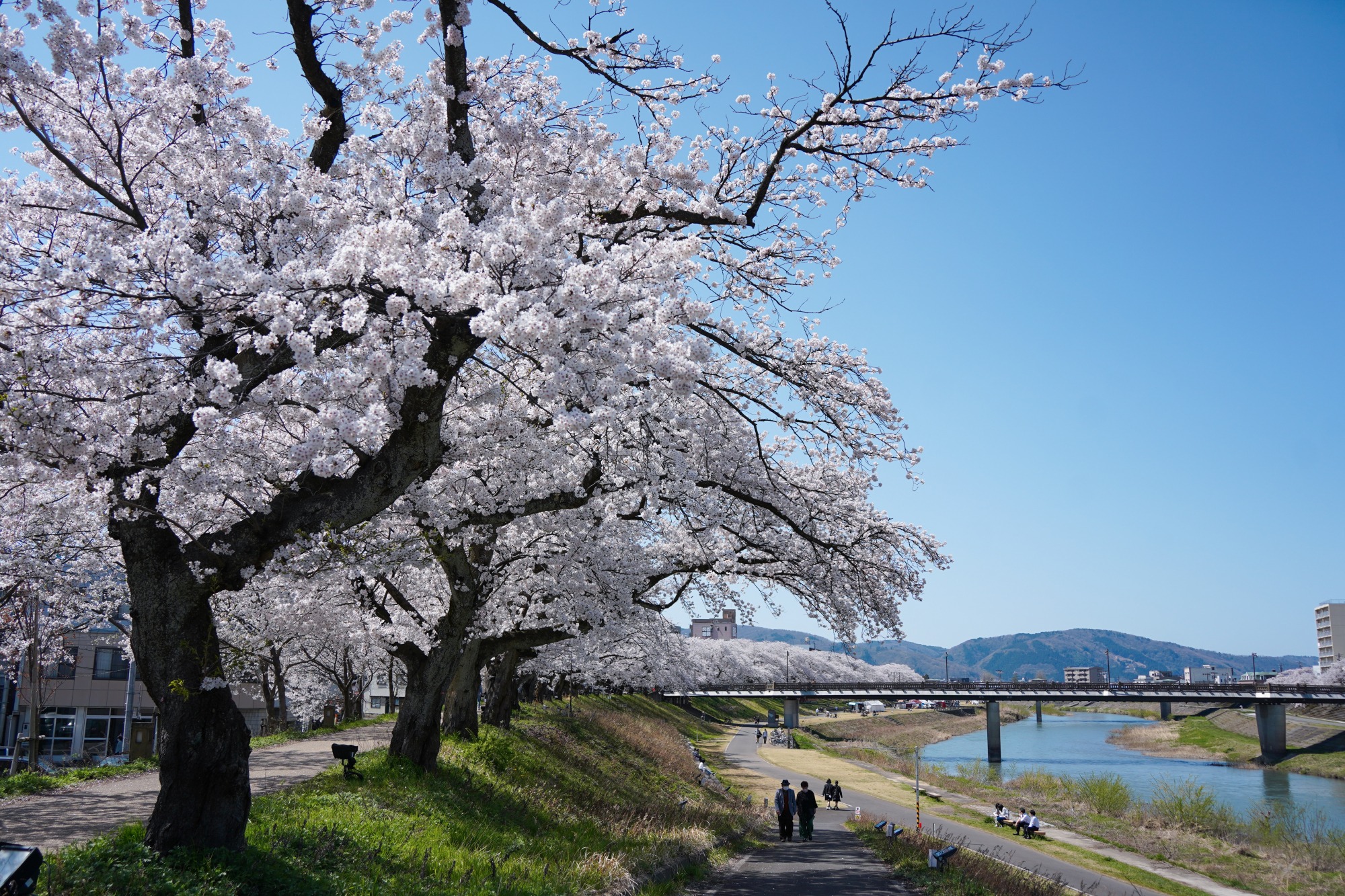 足羽川桜並木