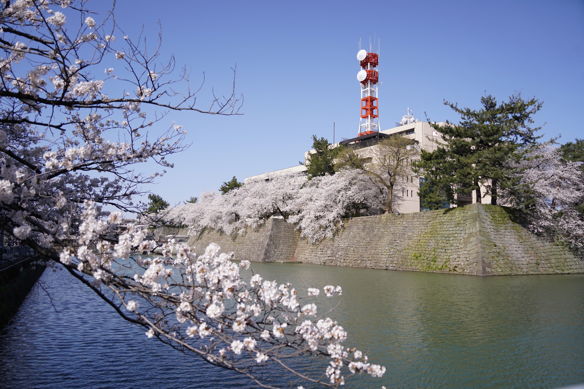 福井城址の桜