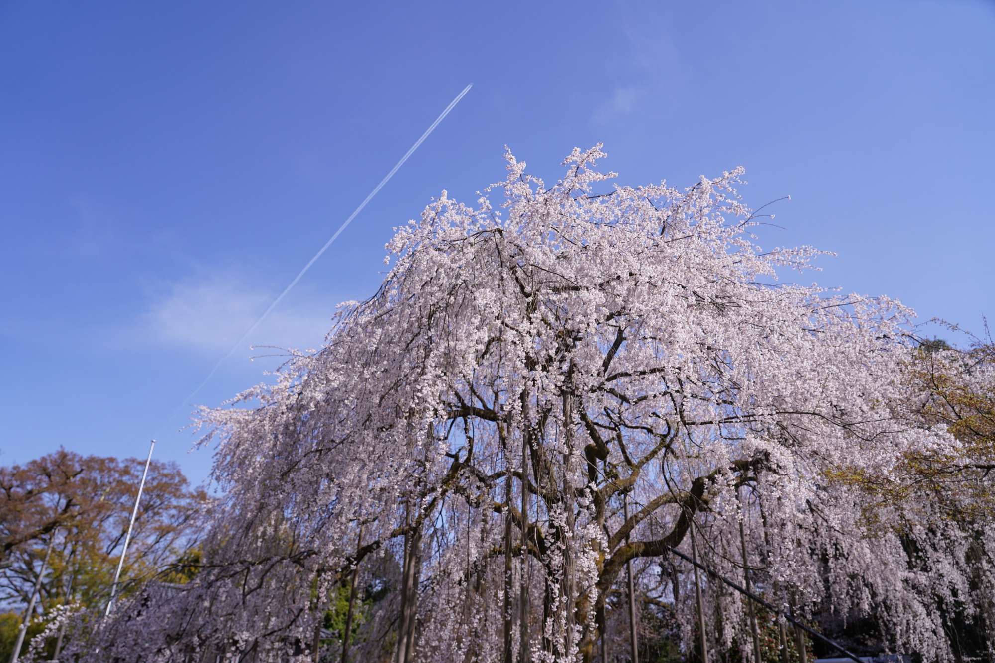 足羽神社のしだれ桜
