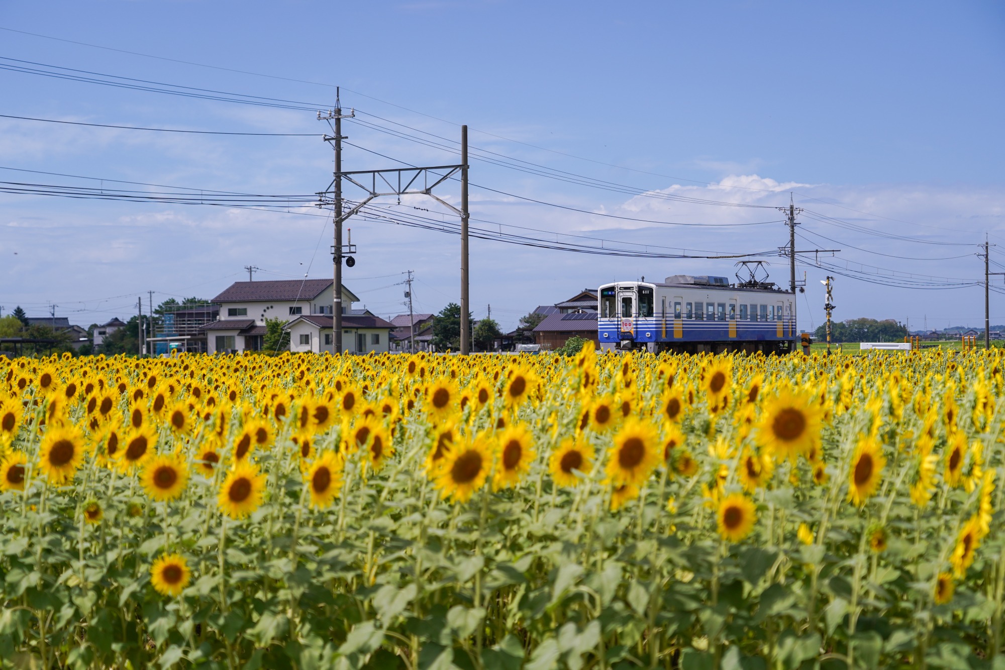 青と白のえち鉄と黄色のひまわりがとても素敵です