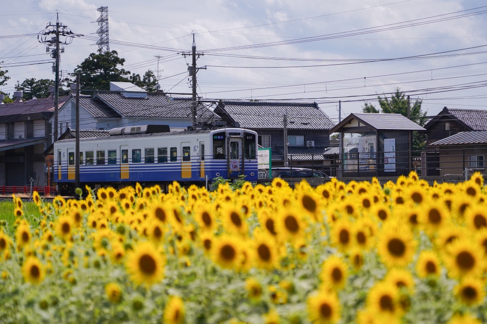 下兵庫こうふく駅東側のひまわり
