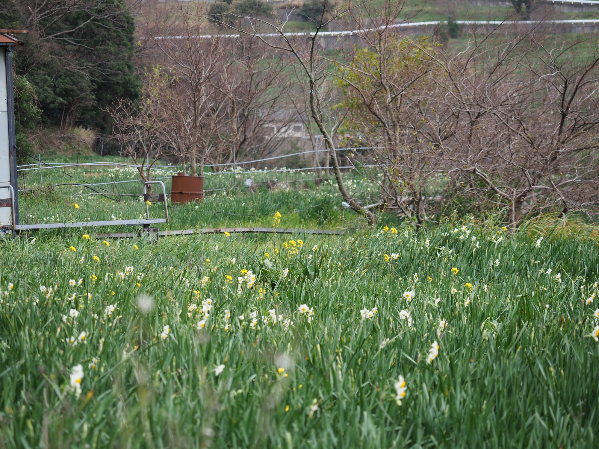 越前水仙の畑はあちこちに