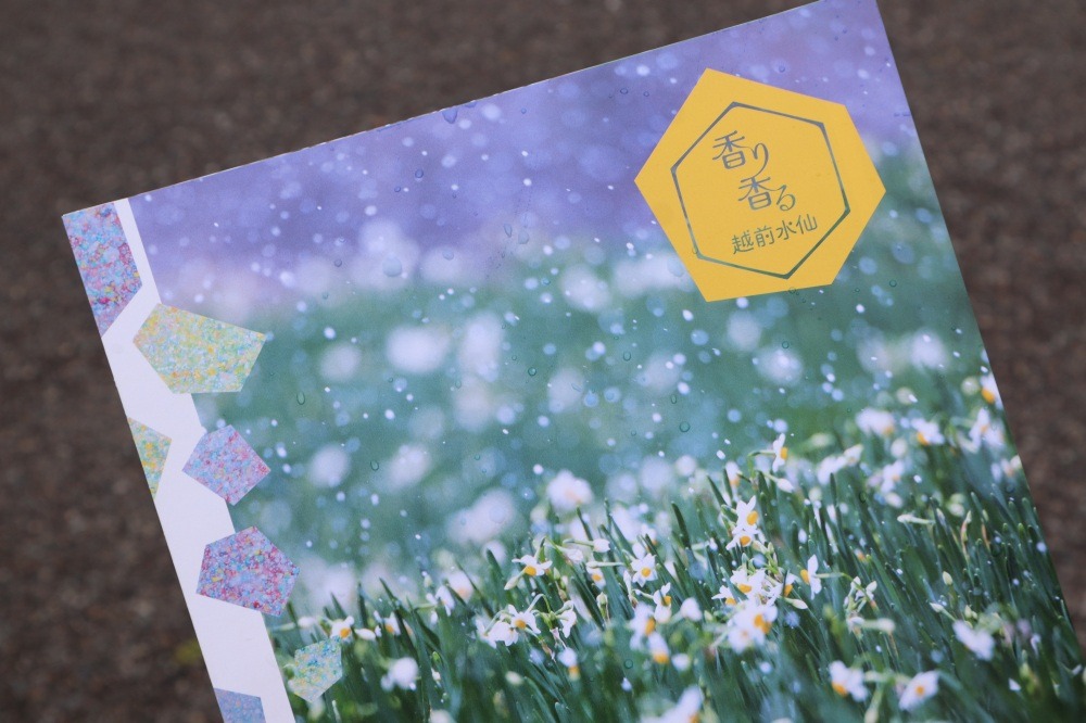 越前水仙カメラでもパンフレットなども作成し、水仙畑の認知活動に努めています。