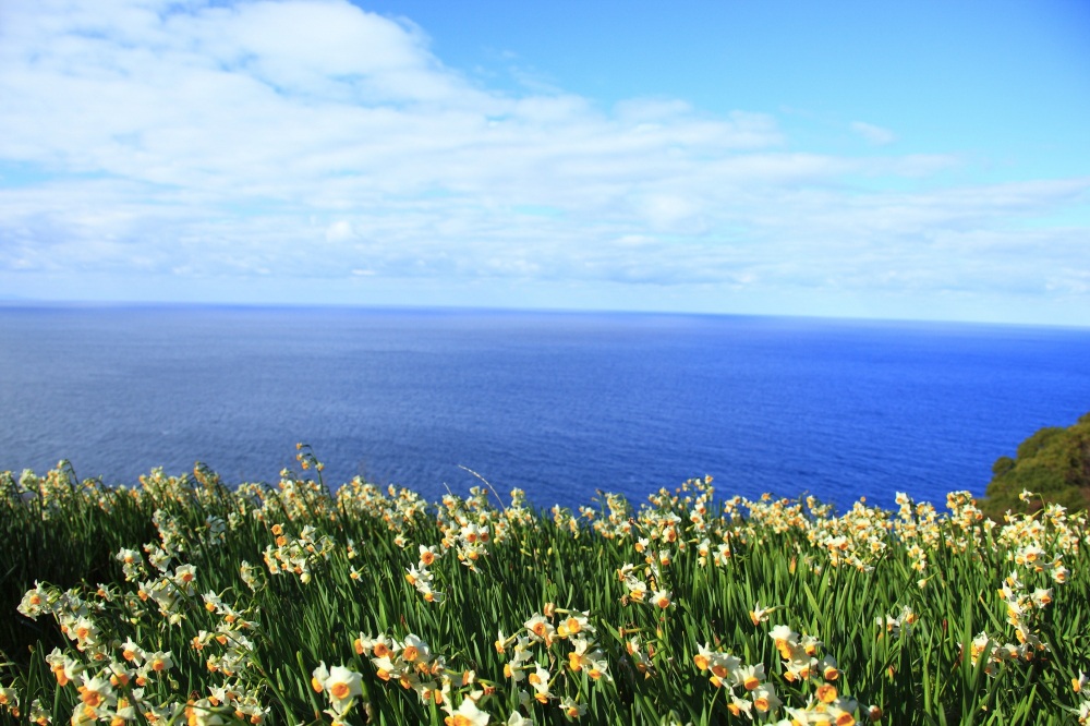 「越前水仙」とは？【知る・観る・考える】重要文化的景観に指定された越前海岸の水仙畑や「越前水仙」のスポットを巡ろう