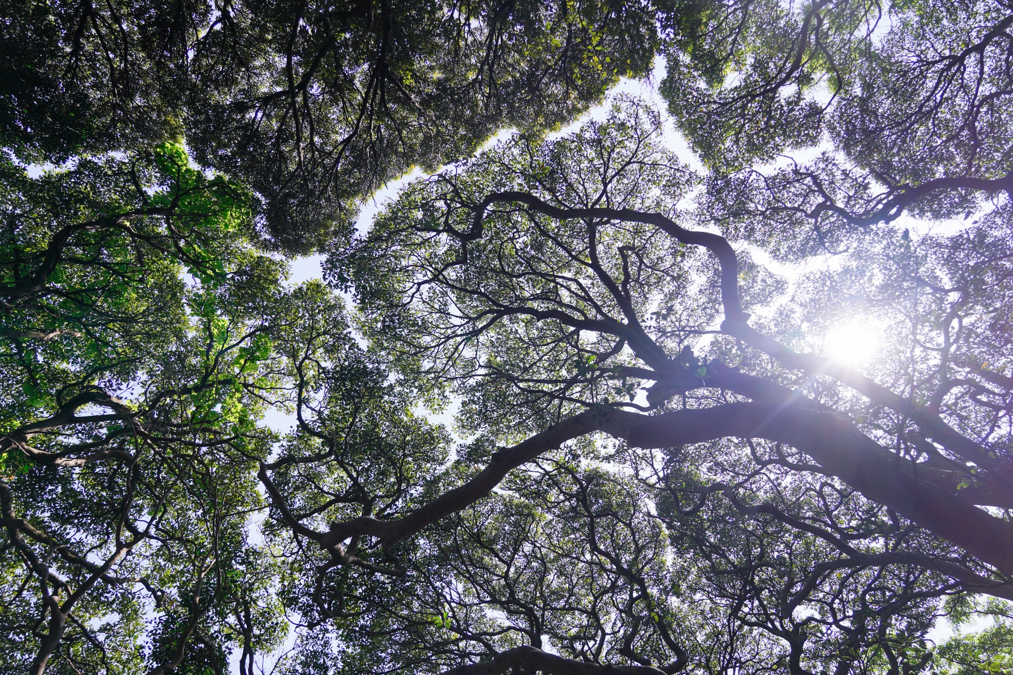 枝葉が互いに重なりすぎることなく広がる「クラウンシャイネス」という珍しい現象