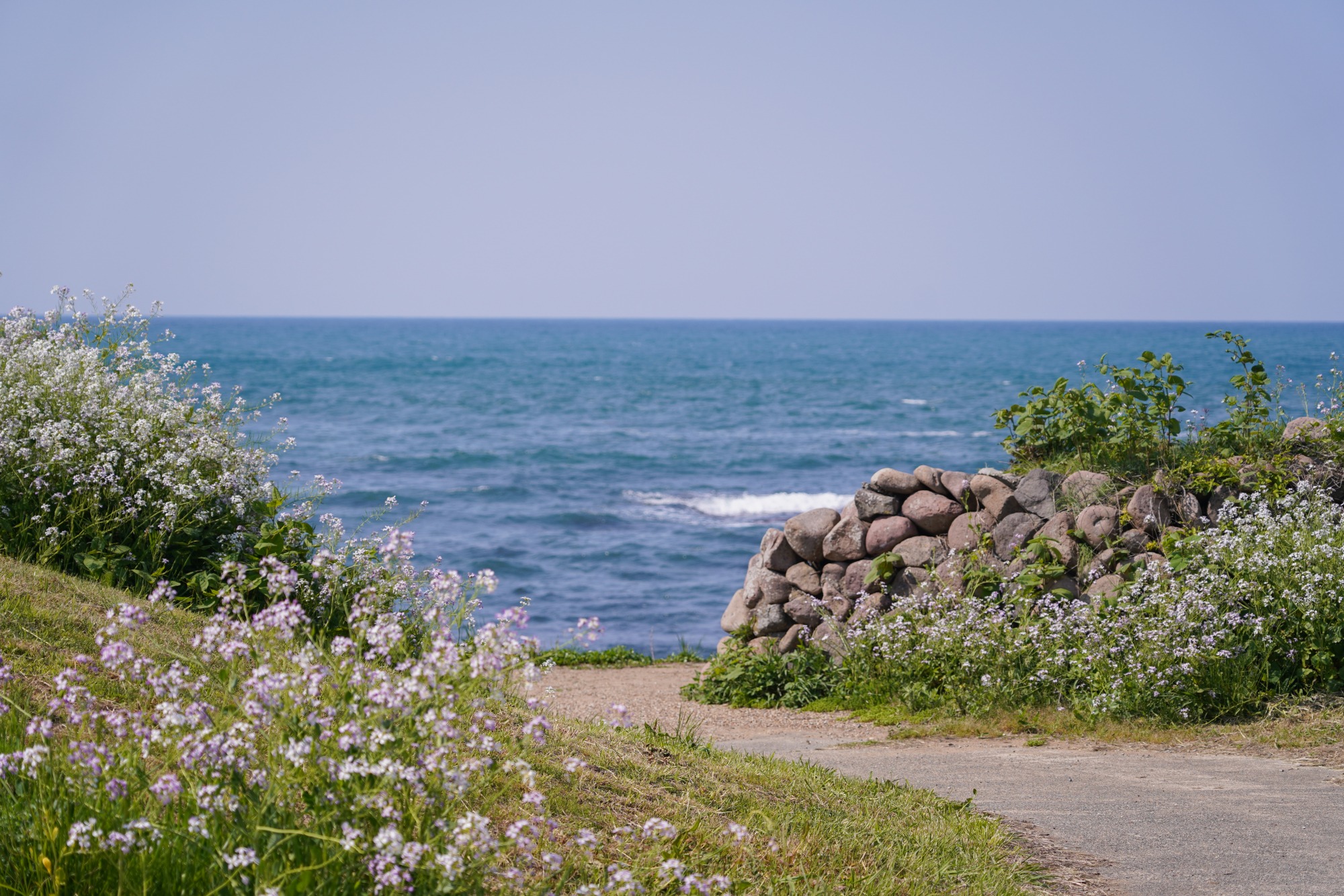 ハマダイコンの白い花と海のコントラストが綺麗ですよ